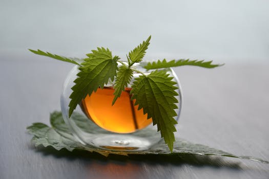 image for how to make nettle tea for allergies