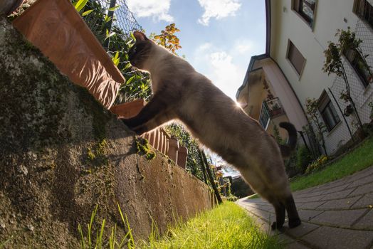 Gatto