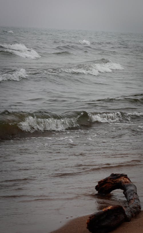 Foto stok gratis angin ribut, batang pohon, laut