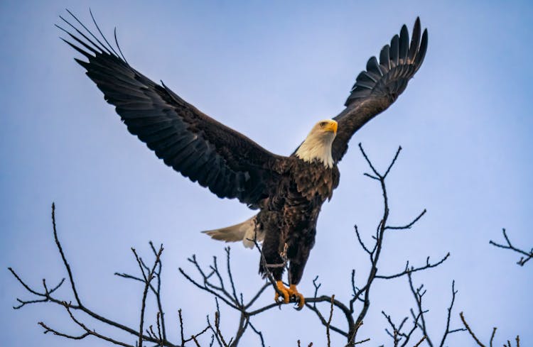 Bald Eagle Landing On A Tree