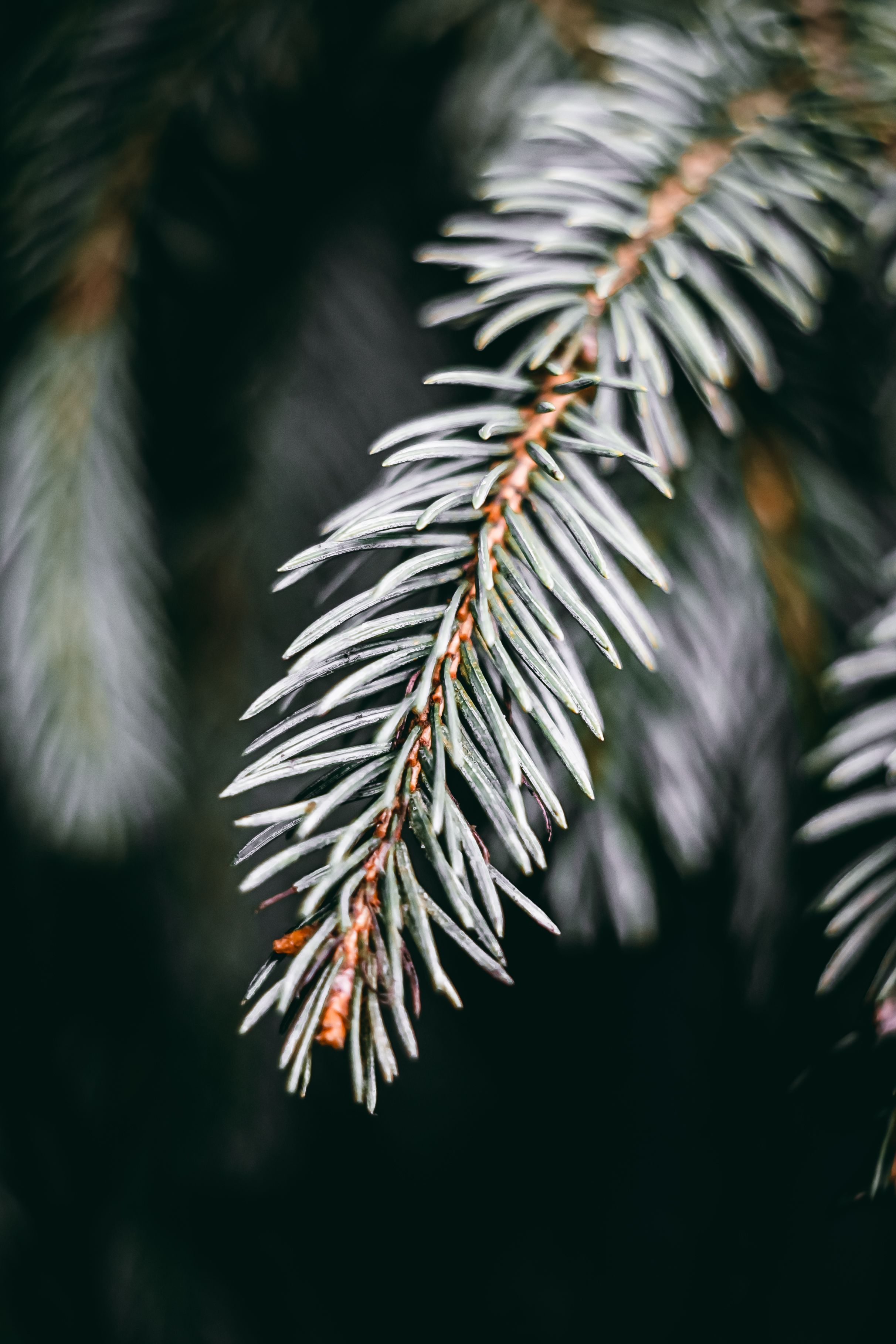 A close up of a pine branch with needles · Free Stock Photo