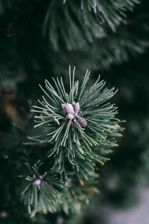 Free Detailed shot of frosted pine needles evokes winter's natural beauty. Stock Photo