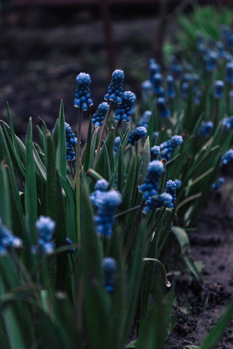 Grape Hyacinths In Garden