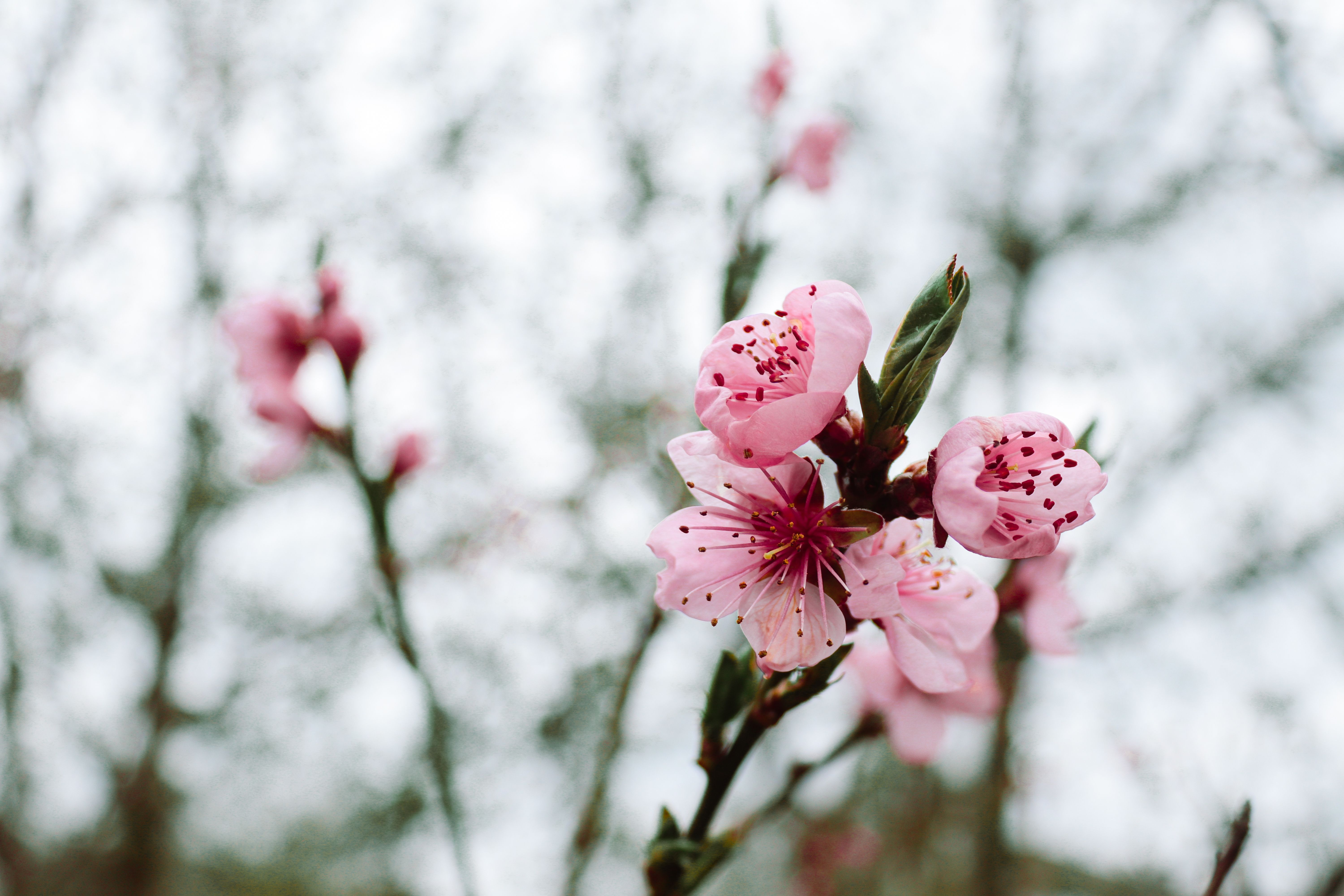 Pink Cherry Blossoms on a Branch · Free Stock Photo
