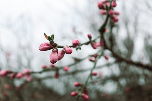 Pink Buds on Branches in Spring