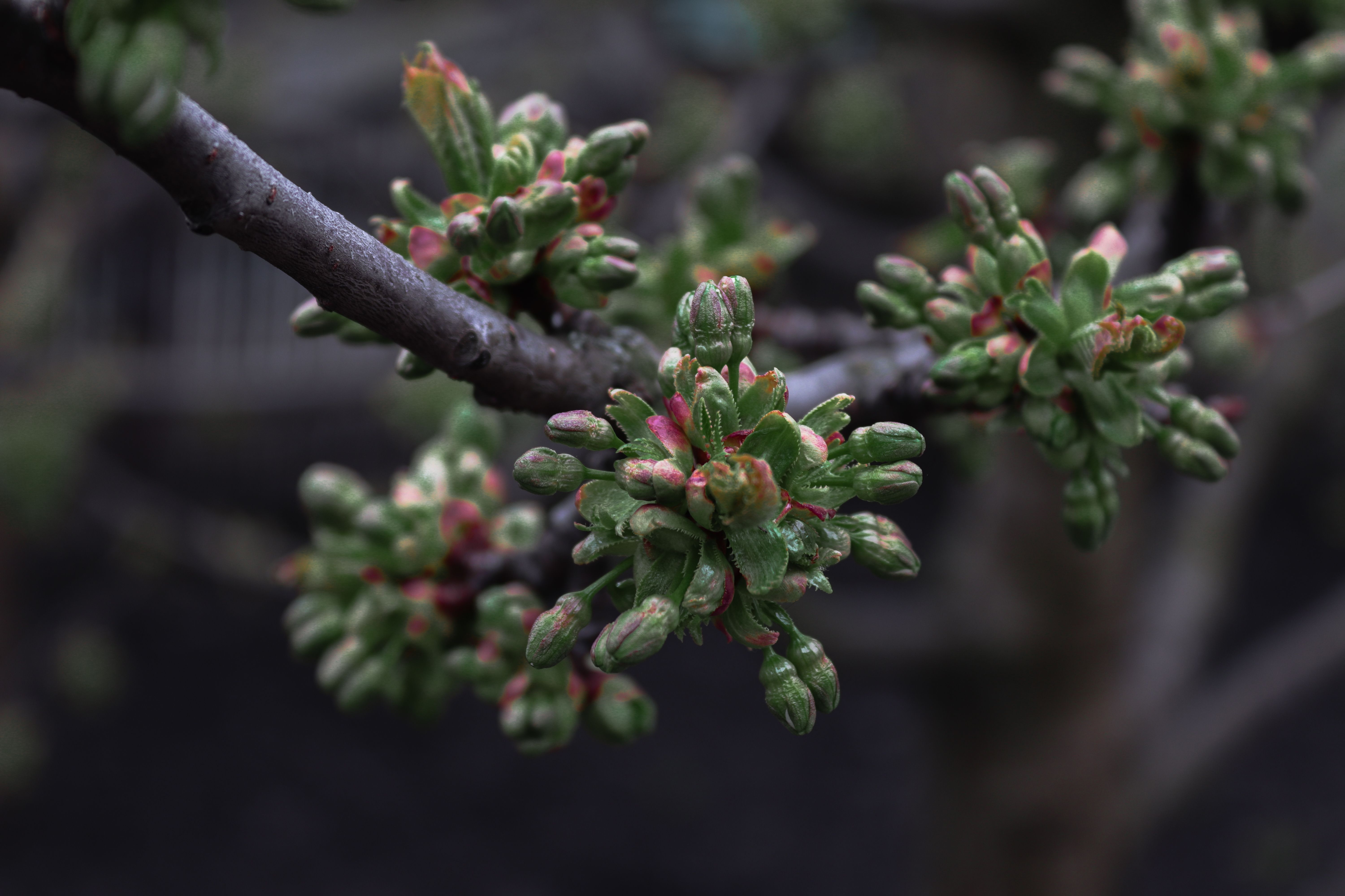 Detailed close-up of budding branches heralding spring's arrival.