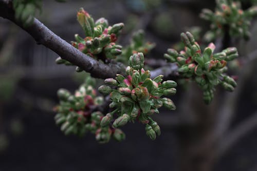 Buds on a Branch of a Fruit Tree