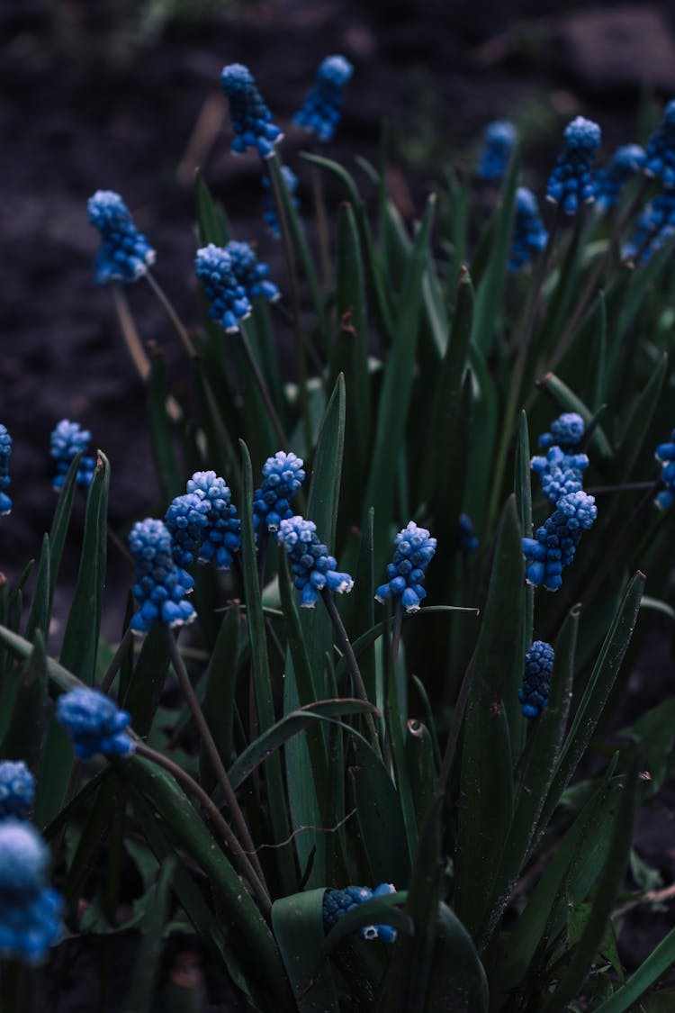 Blue Flowers In Garden