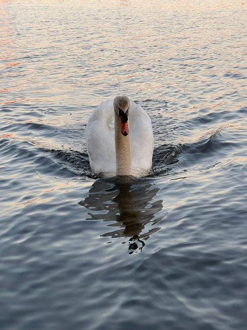 Free A majestic swan gracefully glides on a tranquil lake during sunset. Stock Photo