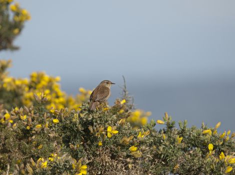 Eurasian wren perched in gorse bushes.