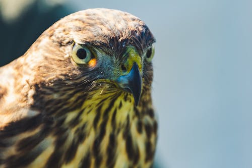Free Close-up Photo of Brown Hawk Stock Photo