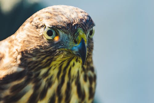 Foto Close Up Brown Hawk