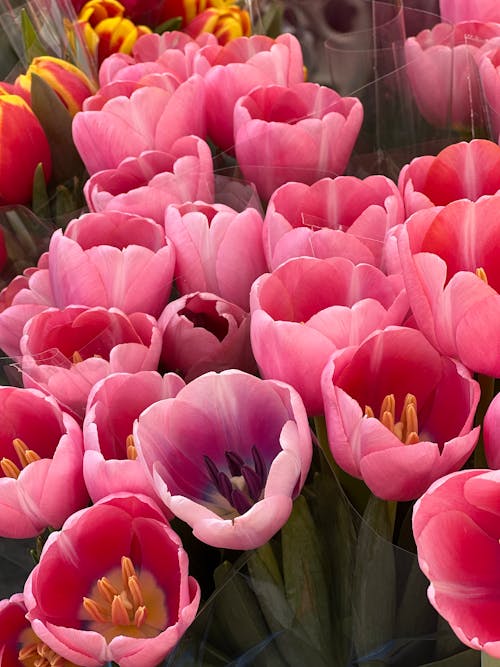 Kostenloses Stock Foto zu blumen, blumensträuße, blütenblätter