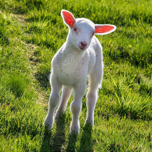 Cute Lamb in Meadow