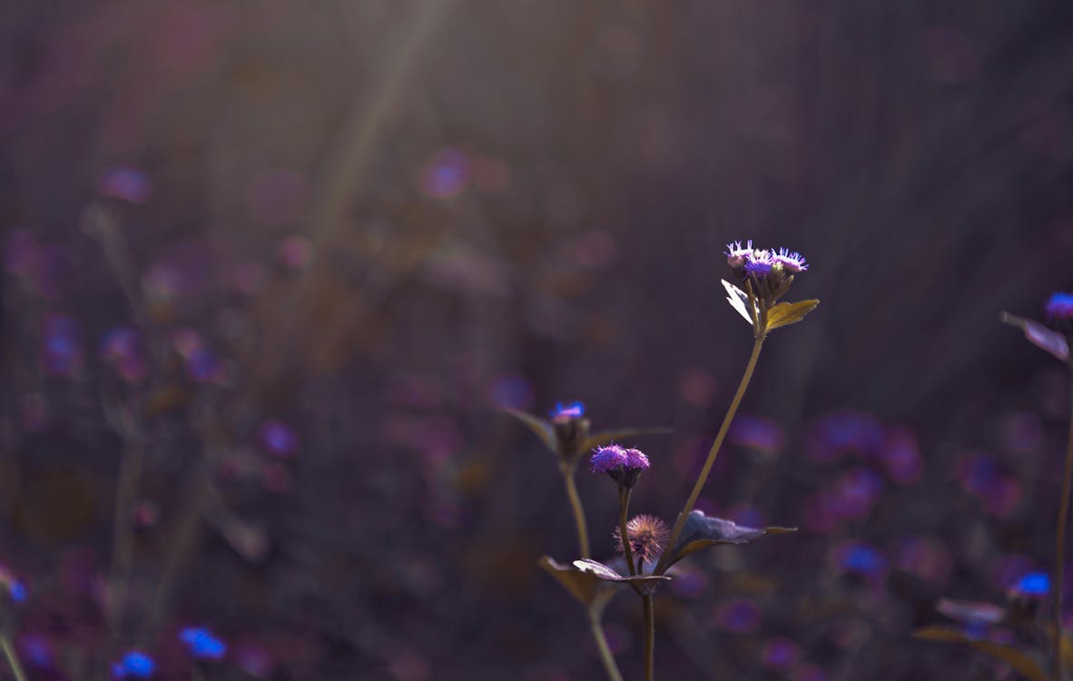 Purple Flower Buds Selective Focal Photo