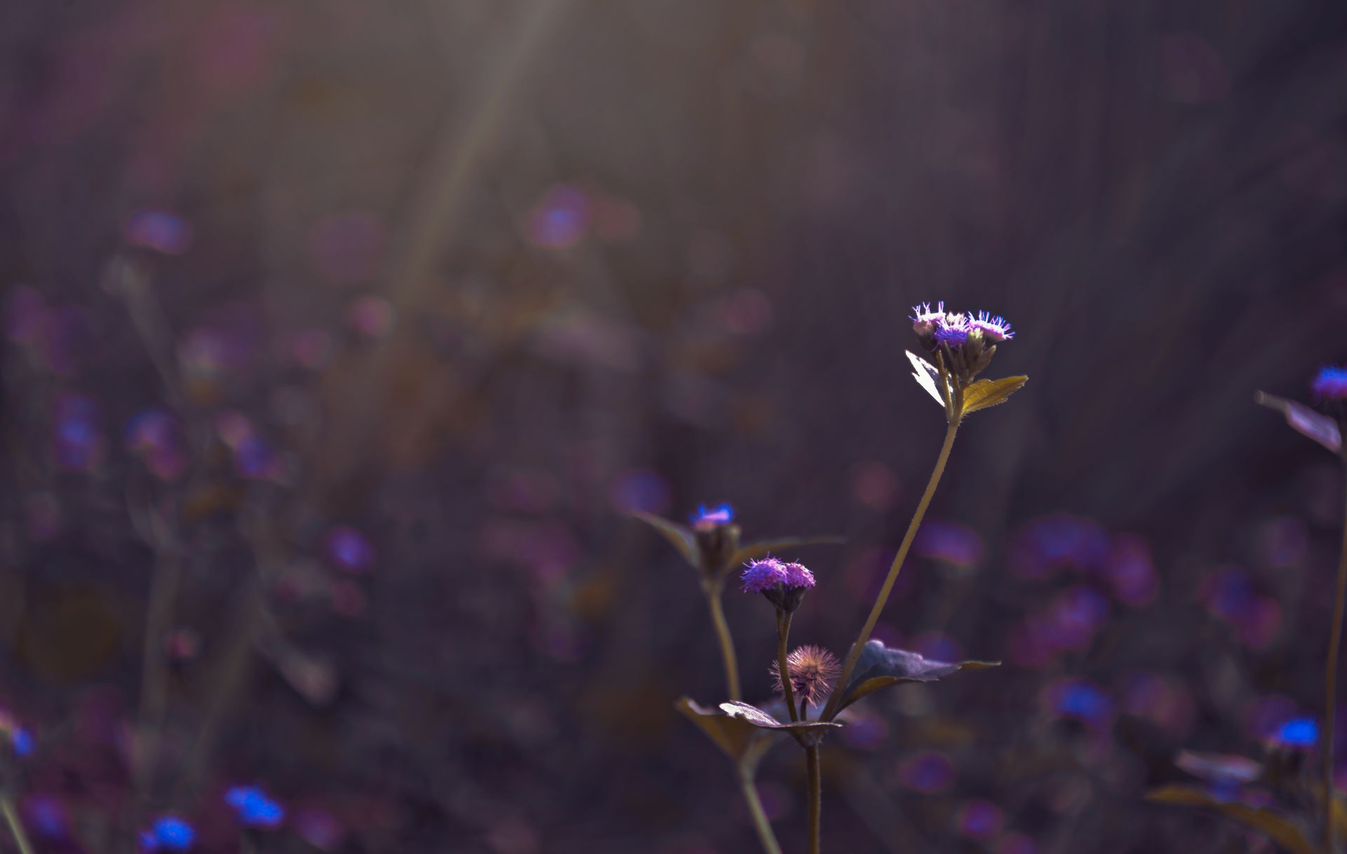Delicate purple wildflowers softly lit against a dark blurred background, capturing the essence of nature's beauty.