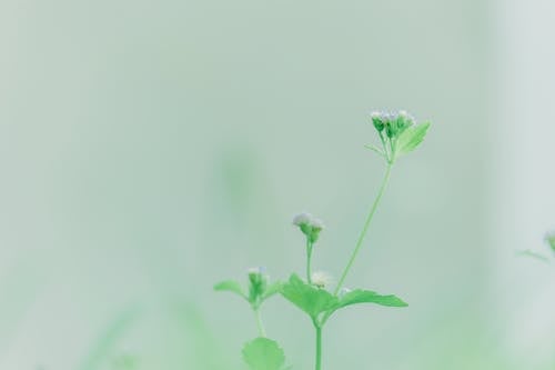 보라색 Ageratum 꽃 선택적 초점 사진