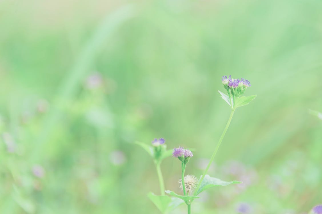 紫色a香薊花的選擇性聚焦攝影