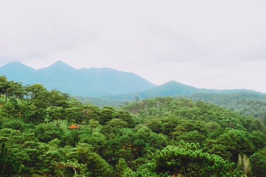 Panoramic view of lush green pine forest against a serene mountain backdrop under cloudy sky.
