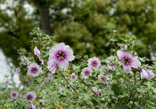 Foto stok gratis alam, berbunga, bunga-bunga merah muda