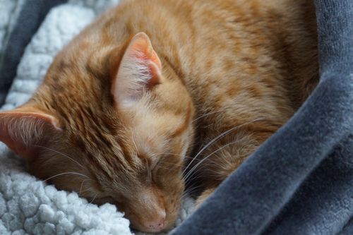 Free Close-up of a ginger cat sleeping peacefully on a cozy blanket, showcasing its serene repose and warmth. Stock Photo