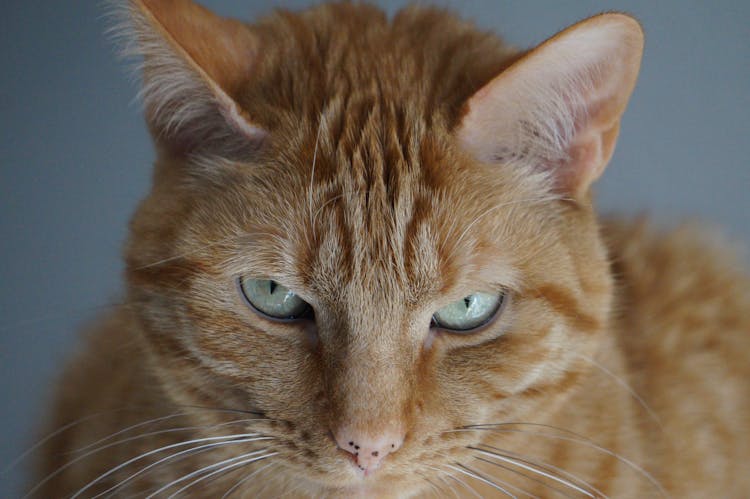 Die Rote Katze Auf Entdeckungstour