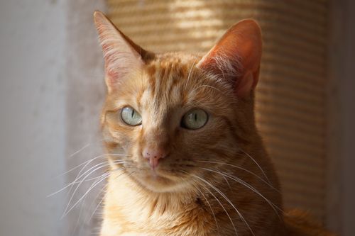 Free Close-up portrait of a ginger cat basking in warm sunlight, showing elegance and calmness. Stock Photo