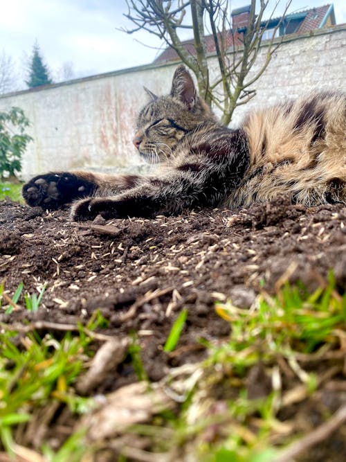 Foto profissional grátis de amante de gatos, campo de grama, cerca de concreto