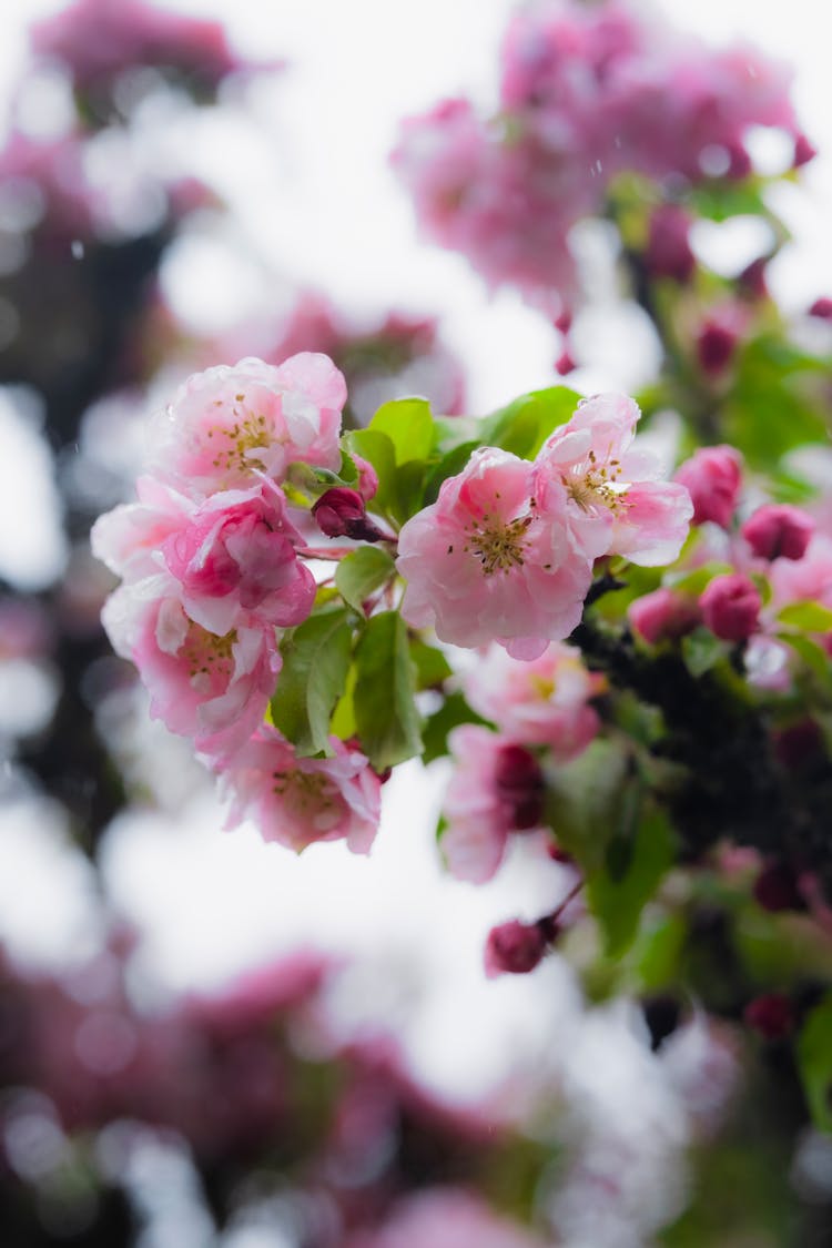 A Branch Of Apple Tree