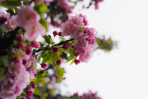 Безкоштовне стокове фото на тему «весна, Вишня, впритул»