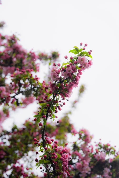 Close up of Cherry Blossoms