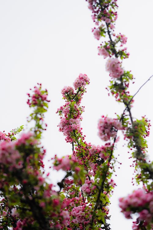 Close up of Pink Blossoms in Spring