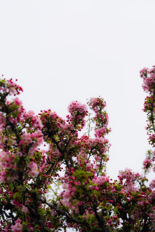 Foto stok gratis alam, berwarna merah muda, bidikan sudut sempit