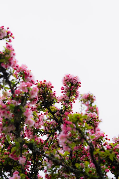 Kostenloses Stock Foto zu äste, blüten, frühling