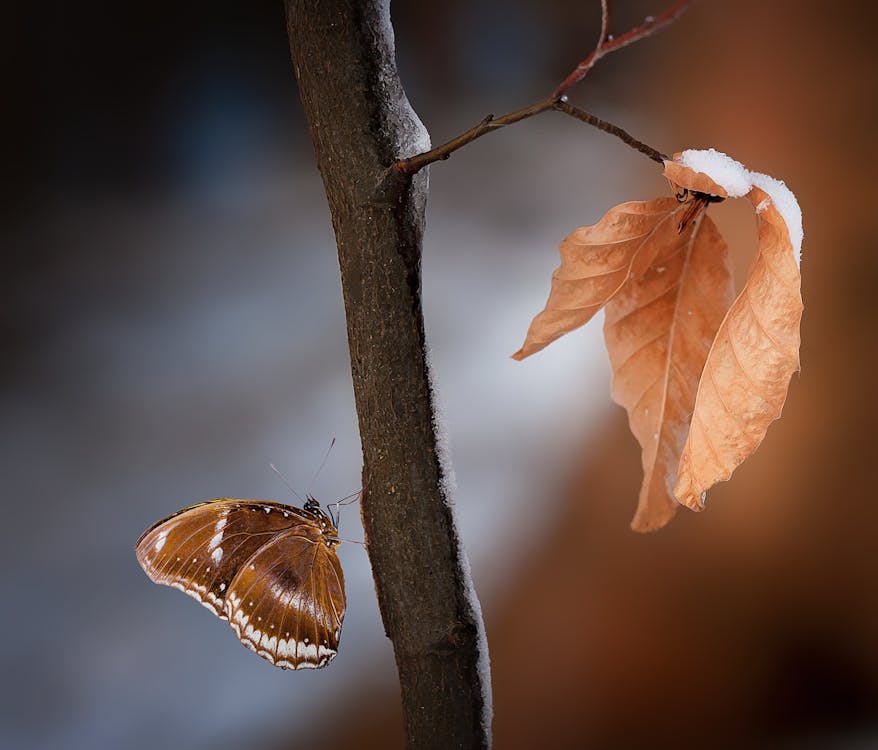 무료 나무 가지에 갈색과 흰색 나비의 근접 사진 스톡 사진