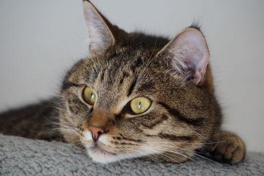 cat photo