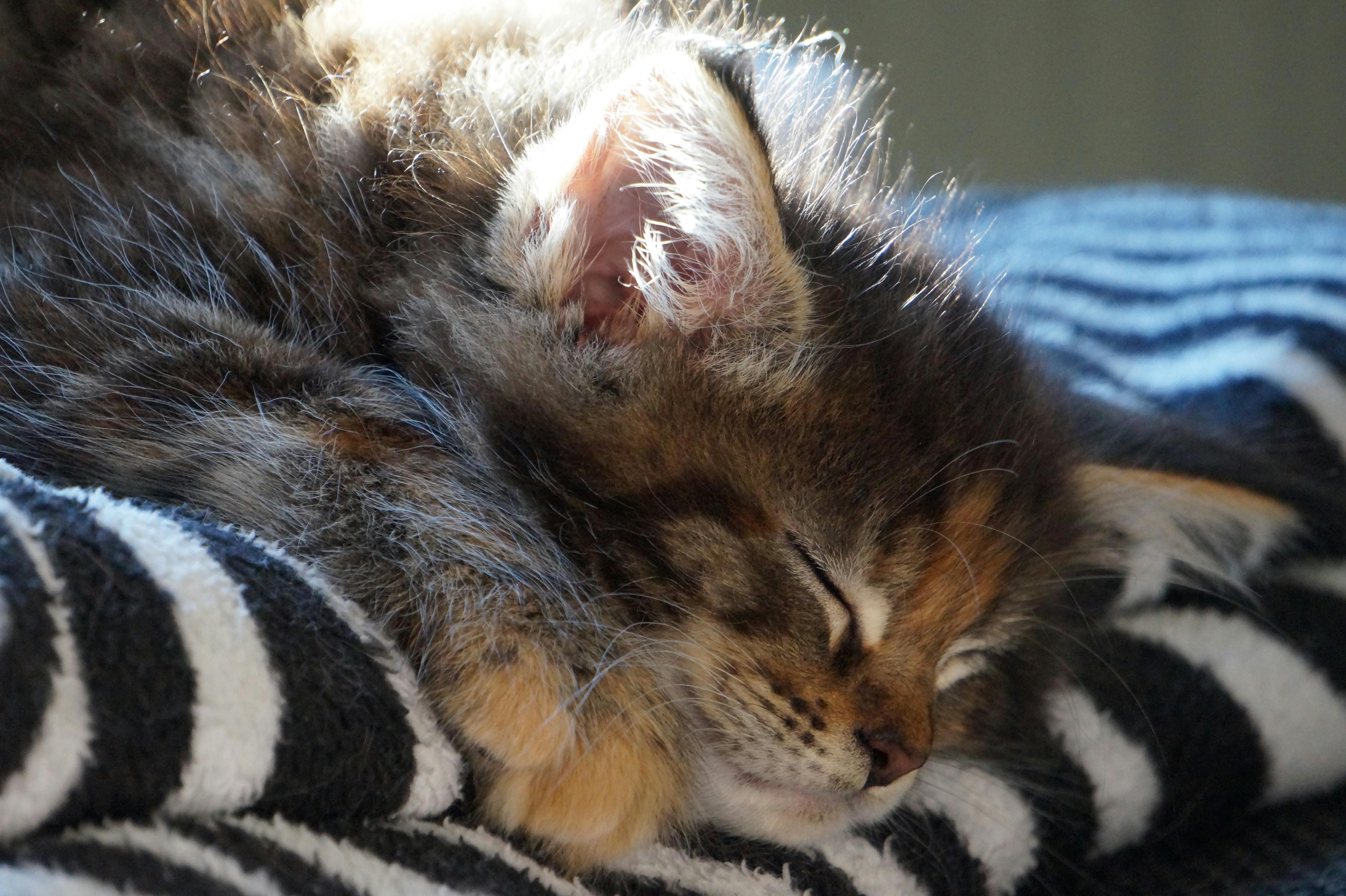 a kitten sleeping on a blanket on a table