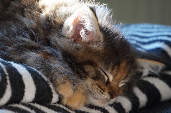 Fluffy Kitten Sleep jigsaw puzzle