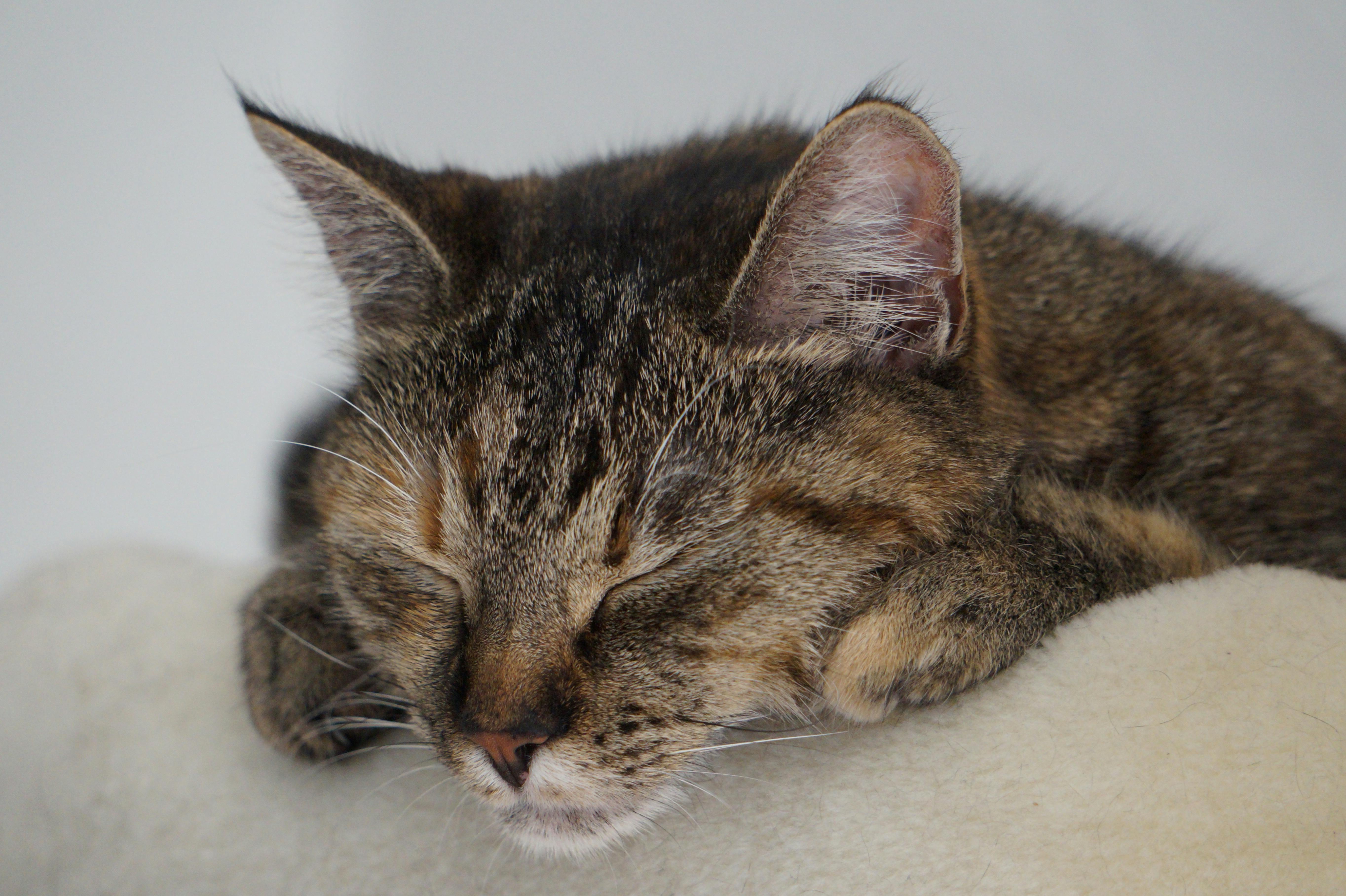 Close-up of a tabby cat peacefully sleeping, highlighting its soft fur and whiskers.