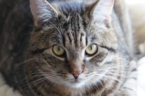 Free A captivating close-up of a fluffy tabby cat with striking eyes and detailed fur pattern. Stock Photo