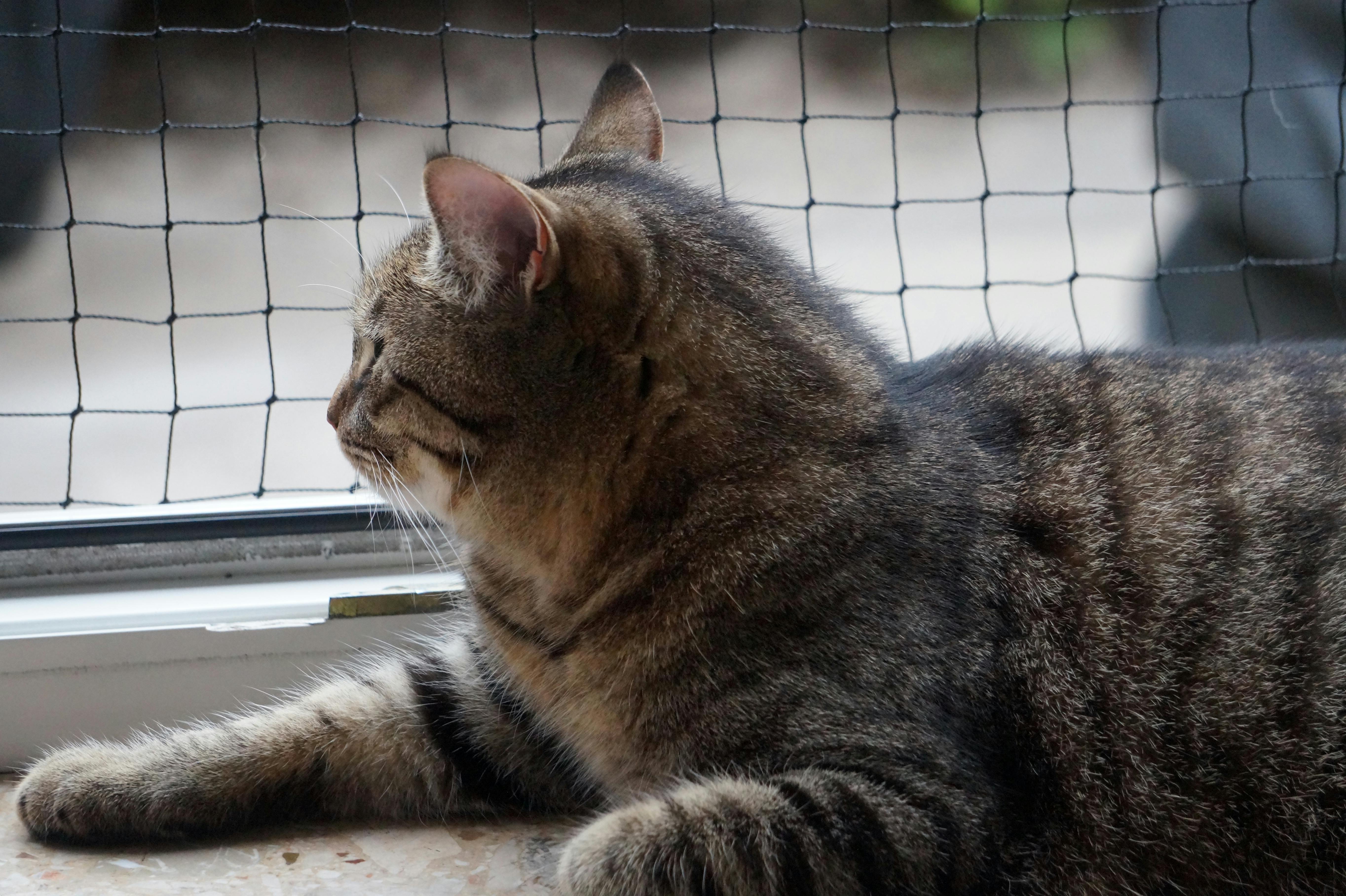 A cat laying on the ground next to a window