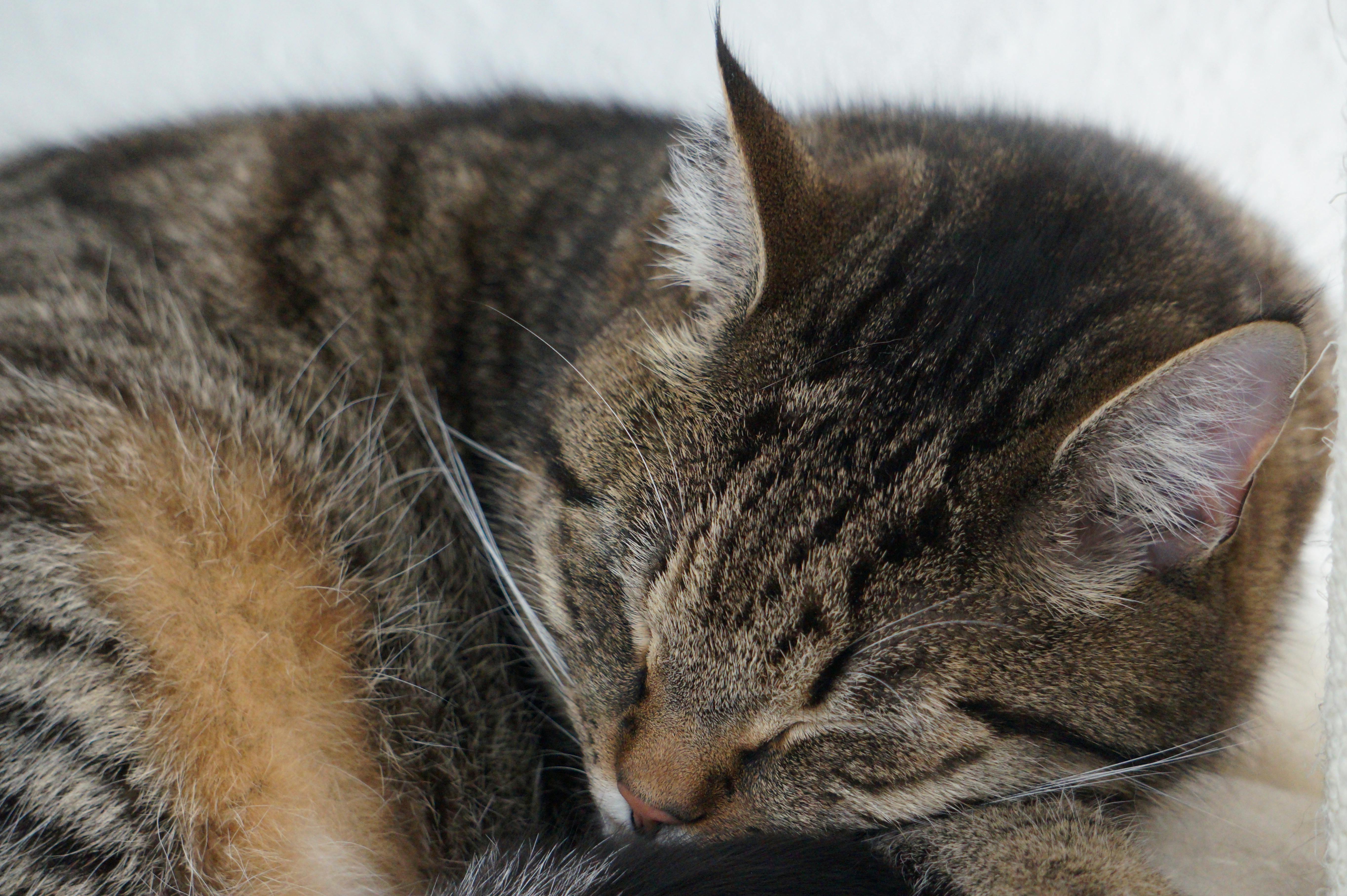 Detailed close-up of a sleeping tabby cat showcasing its fluffy fur and whiskers.