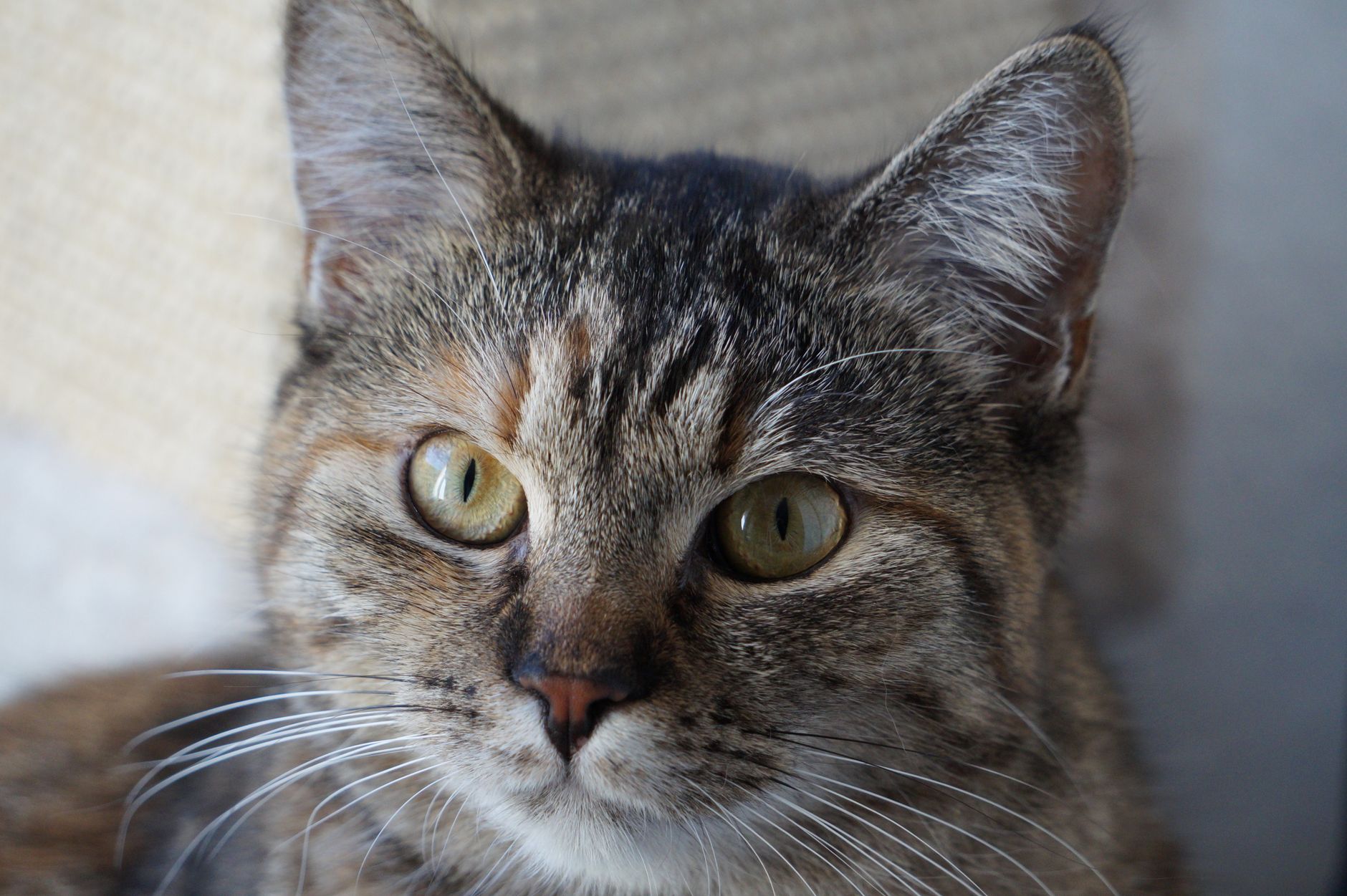 Veterinarian examining a cat during a checkup