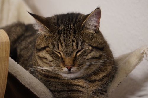 Free Close-up of a tabby cat sleeping peacefully, highlighting its fluffy fur. Stock Photo