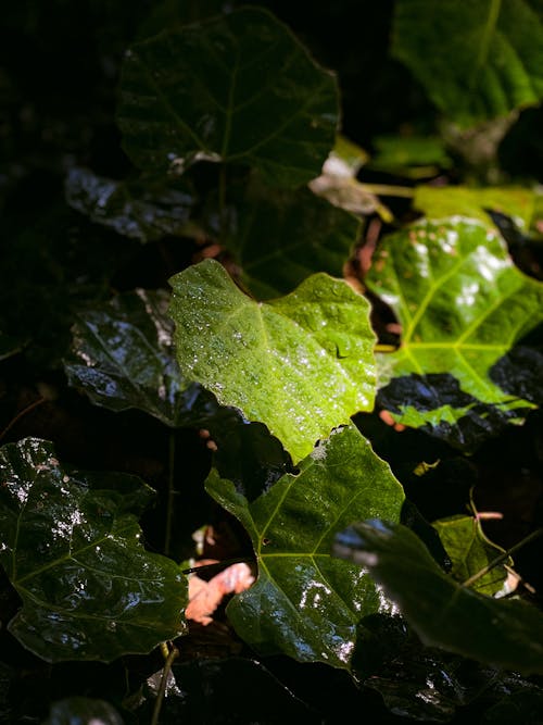 Darmowe zdjęcie z galerii z liście, natura, pionowy strzał