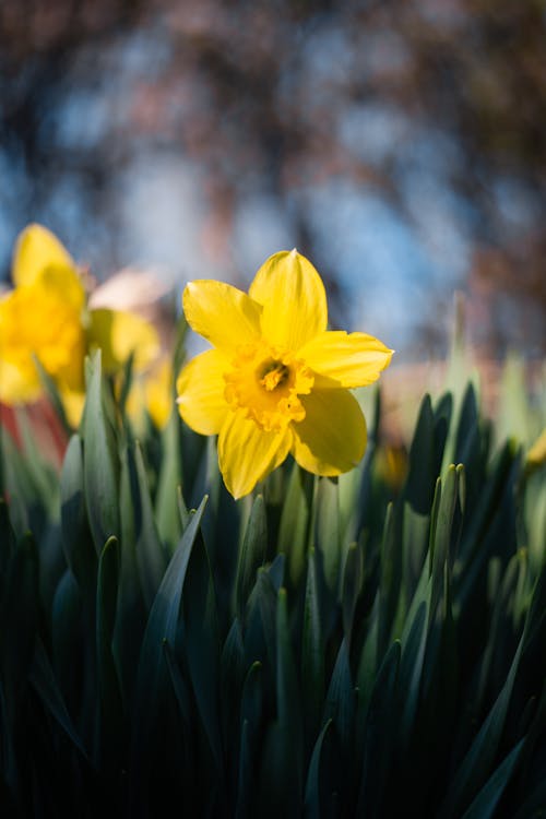 Yellow Daffodil in Nature