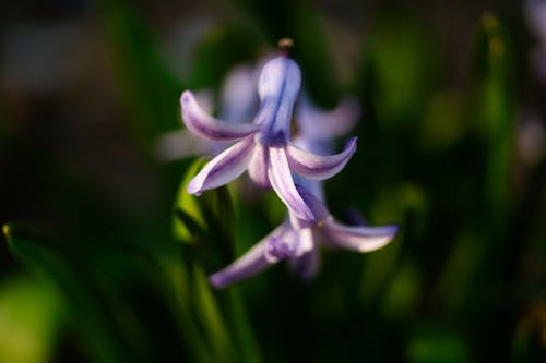 Purple flowers blooming in spring