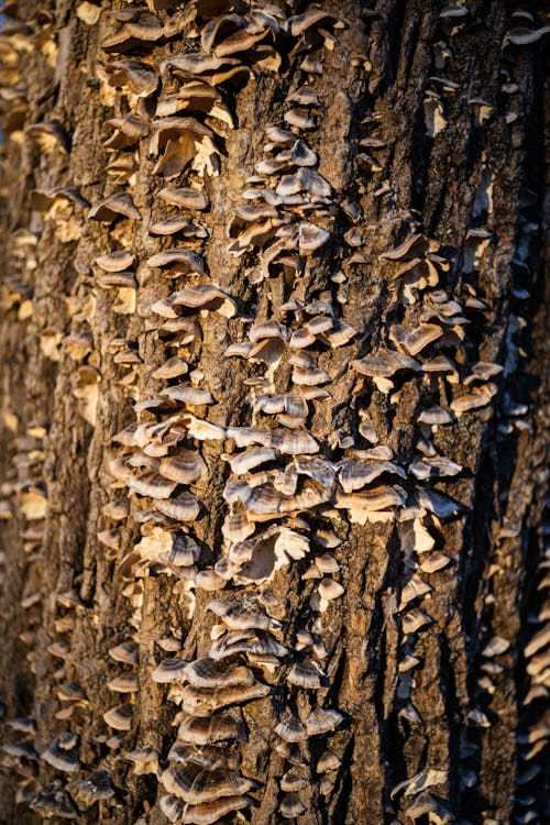 Mushrooms growing on tree trunk