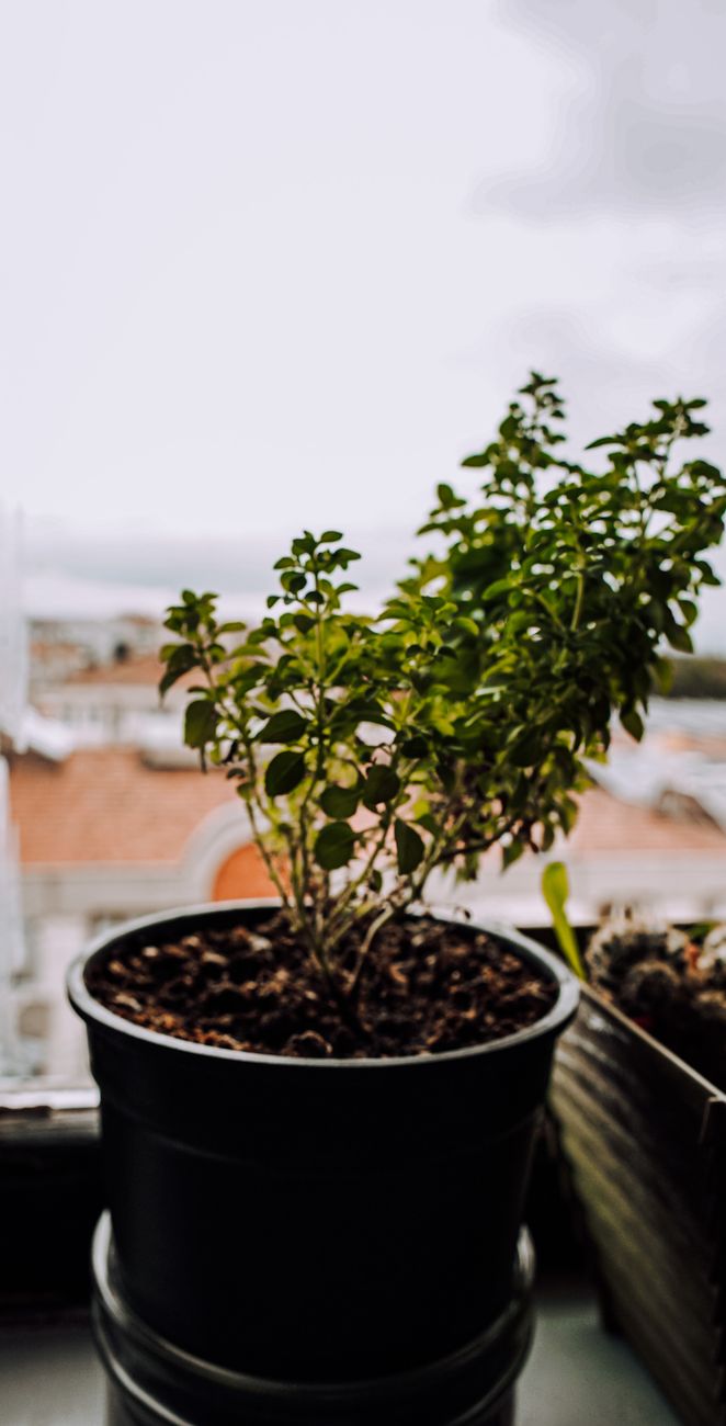 Como fazer vasos autoirrigáveis para plantas usando garrafas plásticas simples