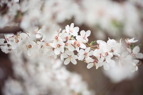 Gratis arkivbilde med blomster, fjær, frisk